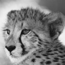 Jonge cheetah